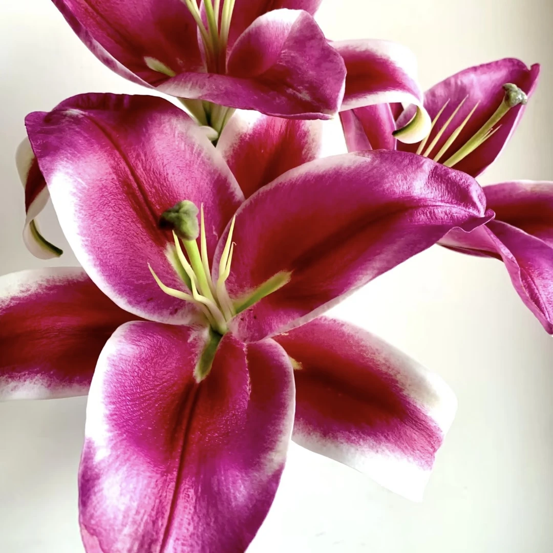 【基地直发】【5度以下拍保温棉】中国红香水百合多头