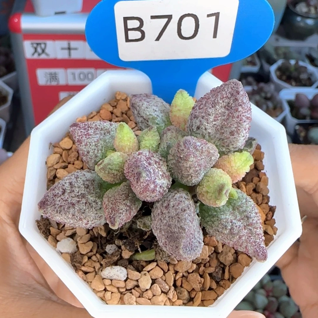 小***齐福利。   701。