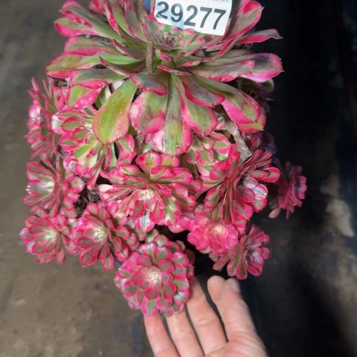 ，29277同白多肉植物