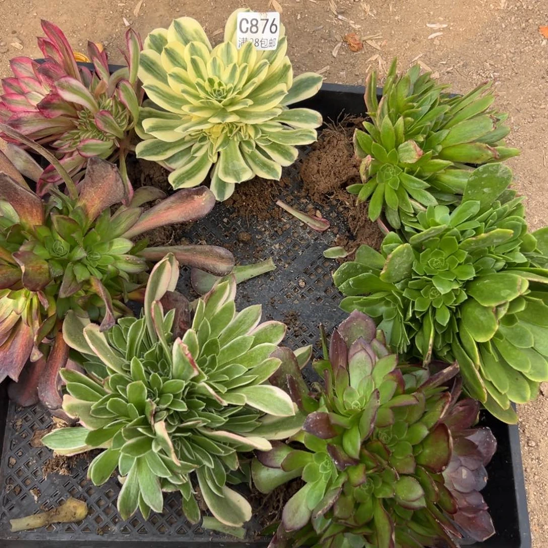 领****部876多肉套餐7颗