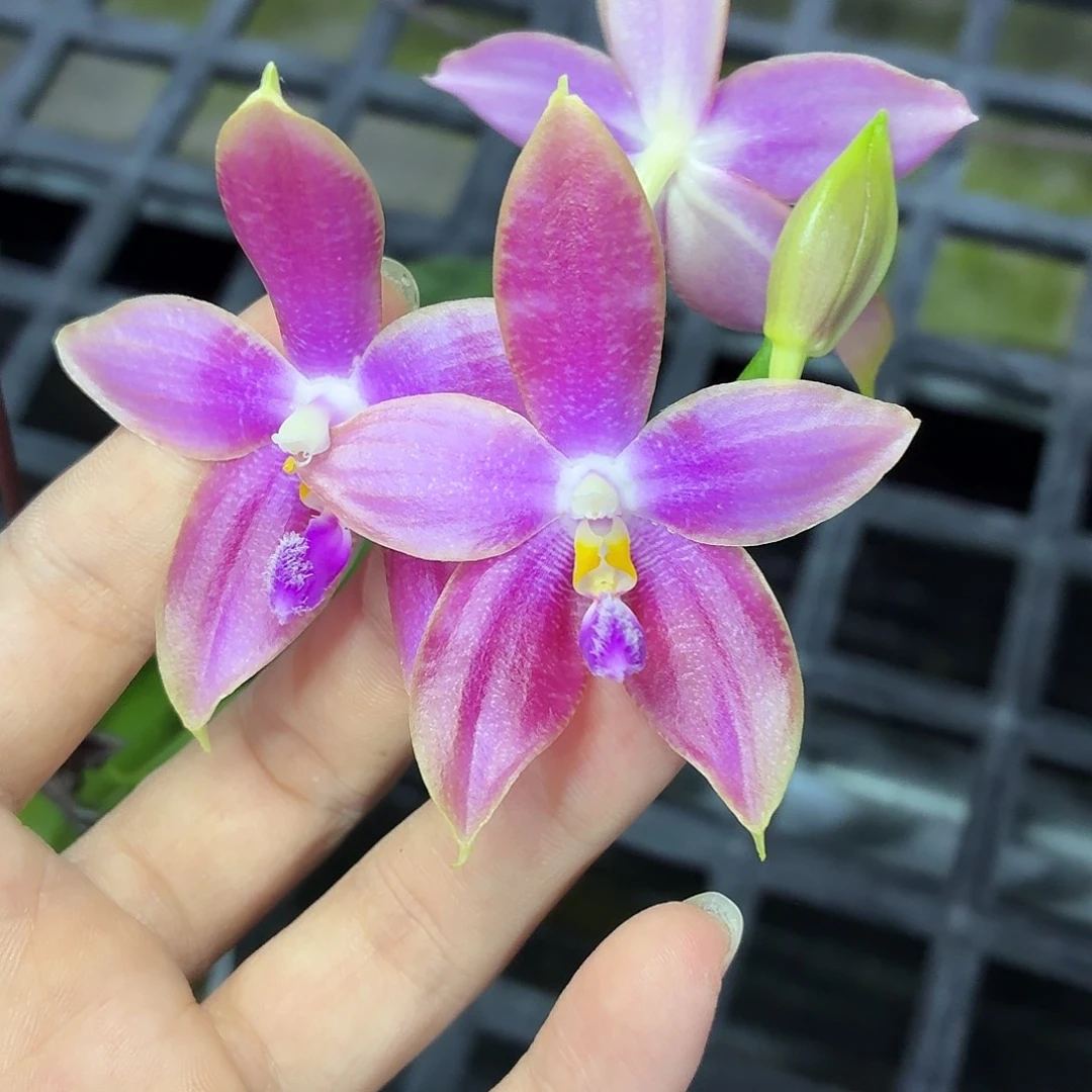 当前无花朵，栽培后可花朵A1711yss1174