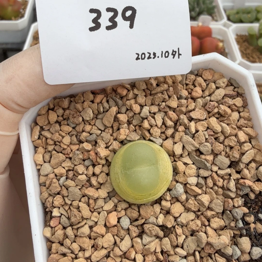 多肉多肉多肉10-339