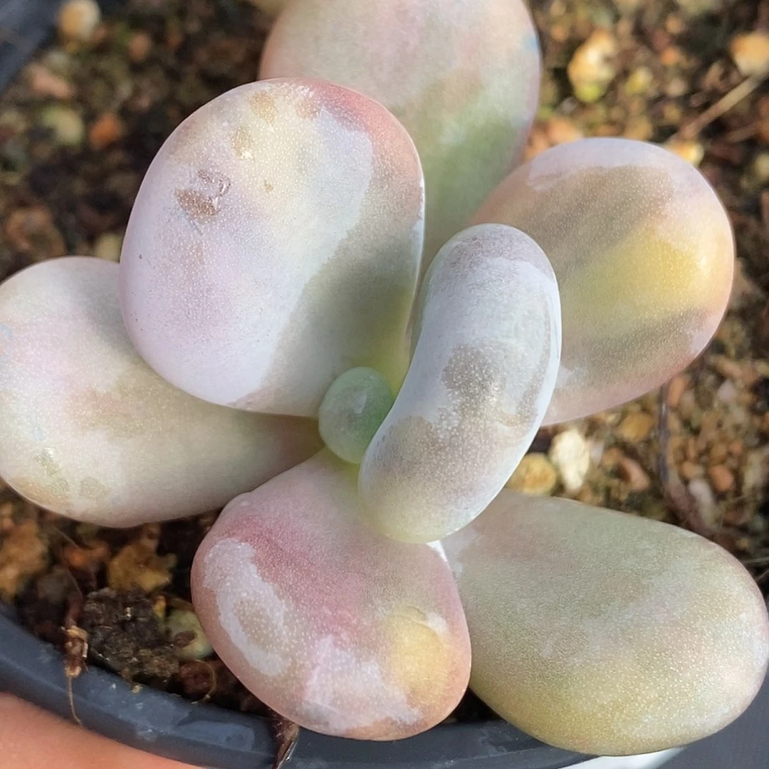 大叶奶酪锦 小方花圃一物一拍