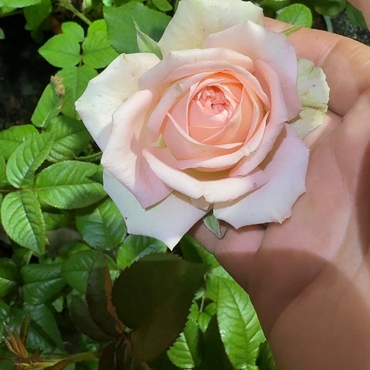 无花朵如梦一加仑