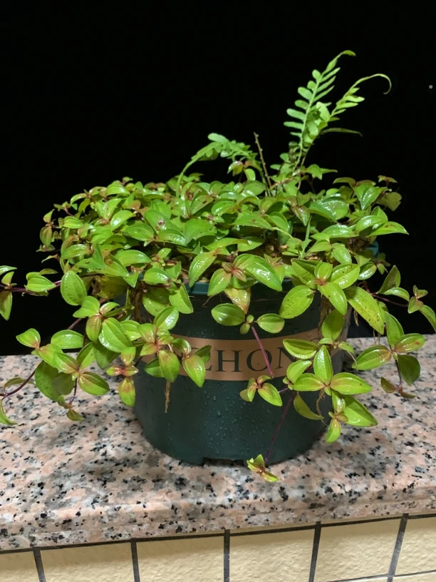 直播现挖一物一拍 地稔下山苗