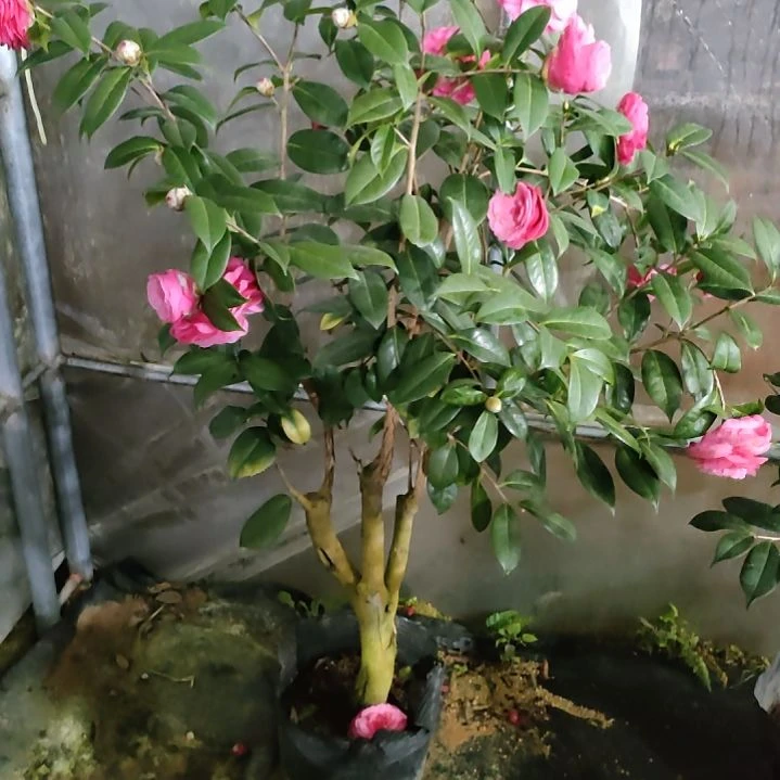 131云茶不知名,原盆原土发货