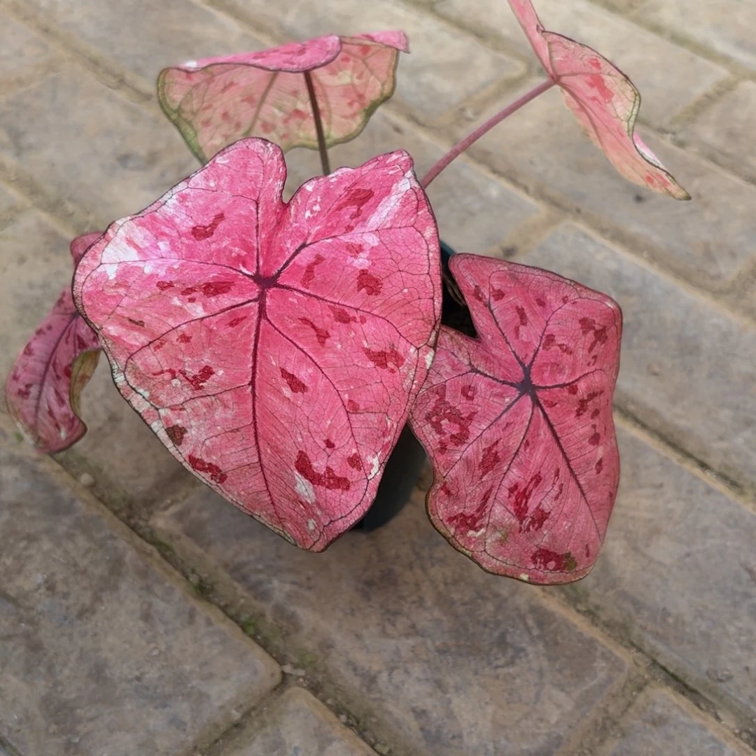 泰版草莓心61-1125