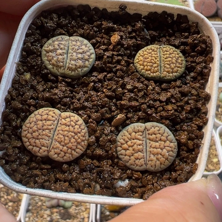 ᥫ****血点多肉带盆植物