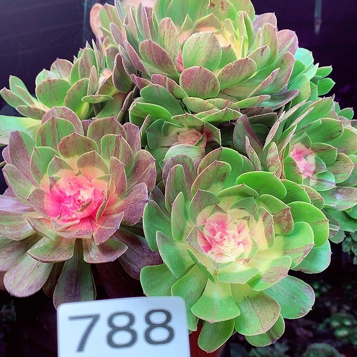 柒柒精品多肉脱土发货不包断侧枝788