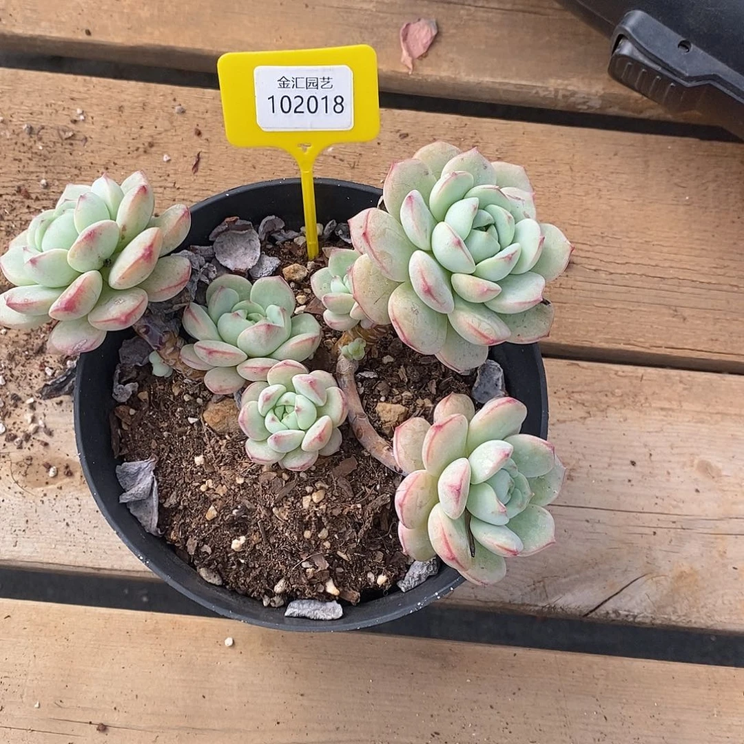 福利多多，102018