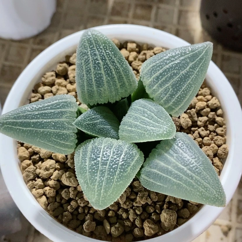 【闪购商品】遮*152实生