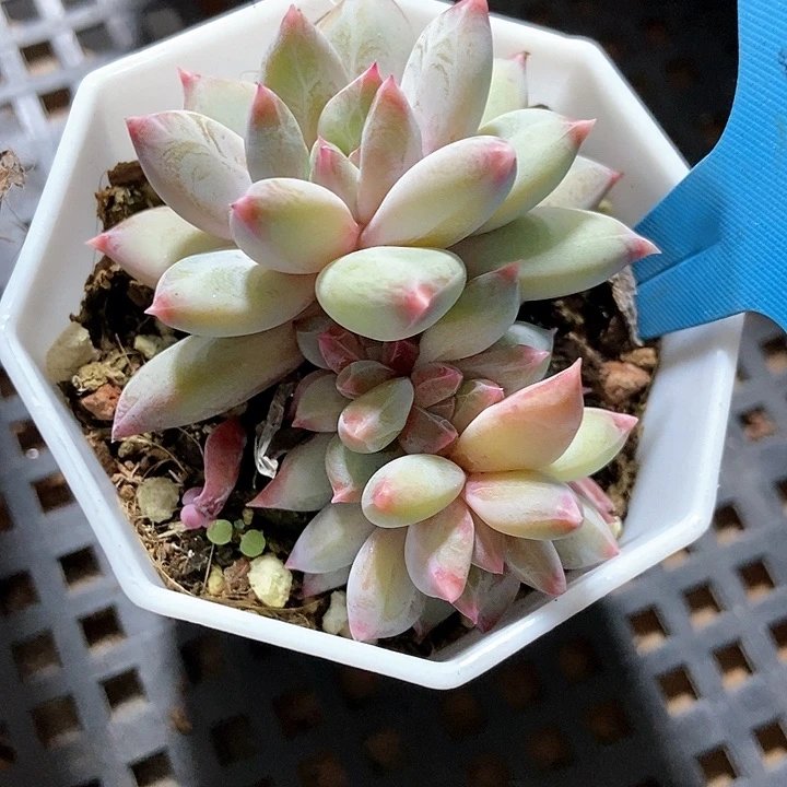 多肉植物幻影美人a 024