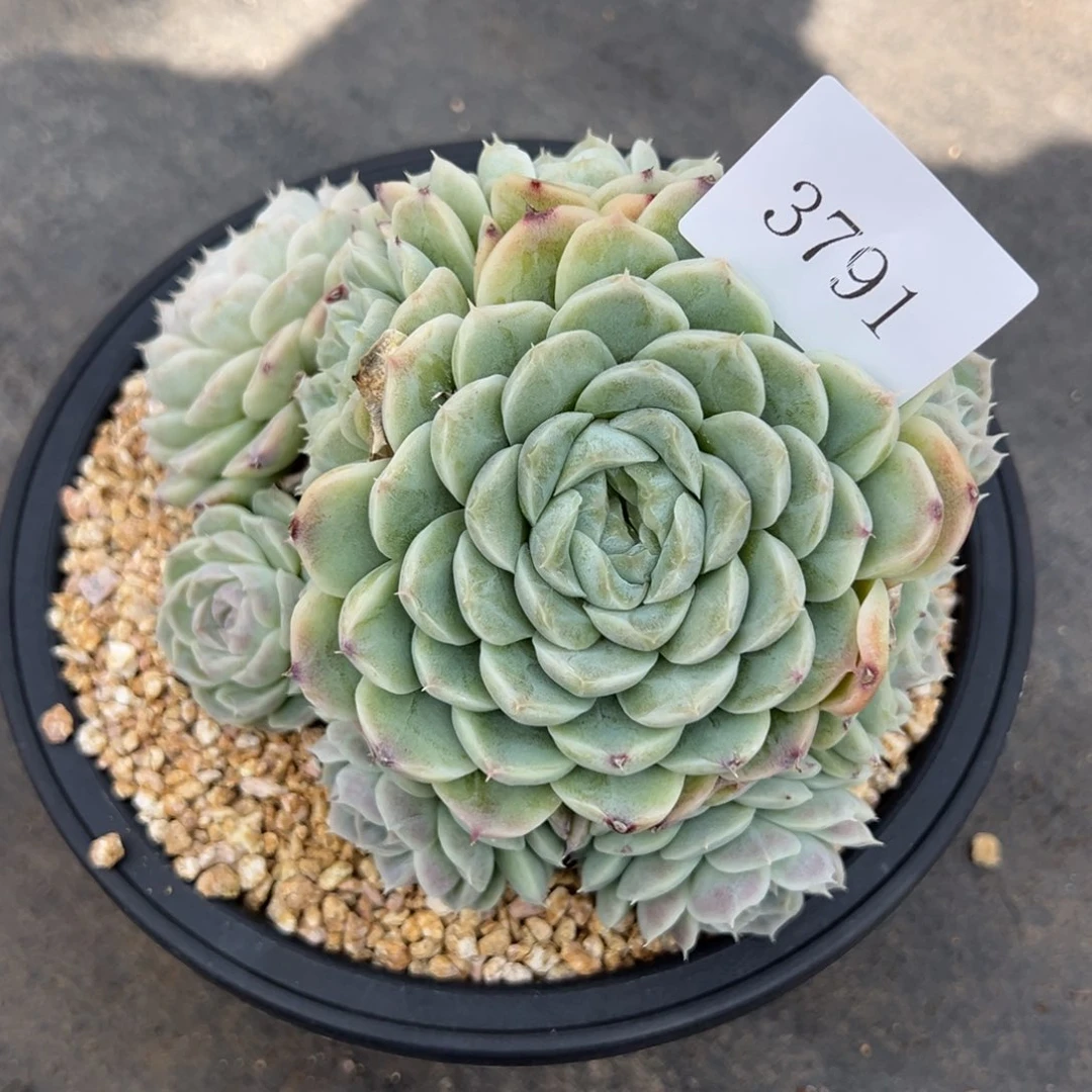 楚**具3791d多肉多多多多