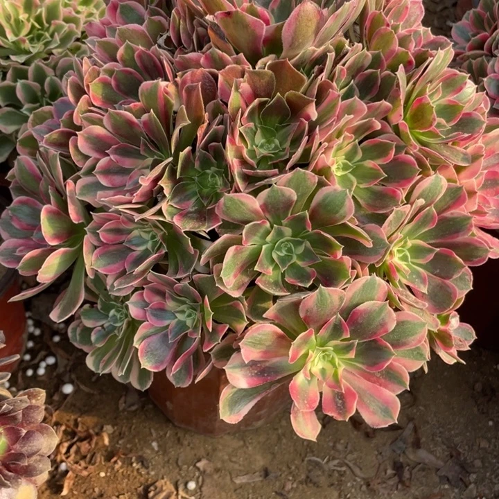 完全开放633多肉植物粉女郎