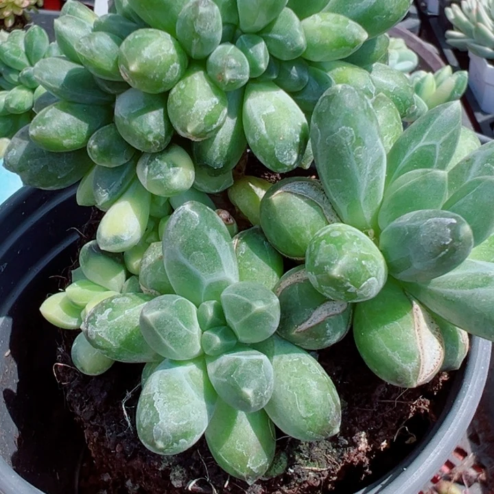 千代田锦缀多肉植物98