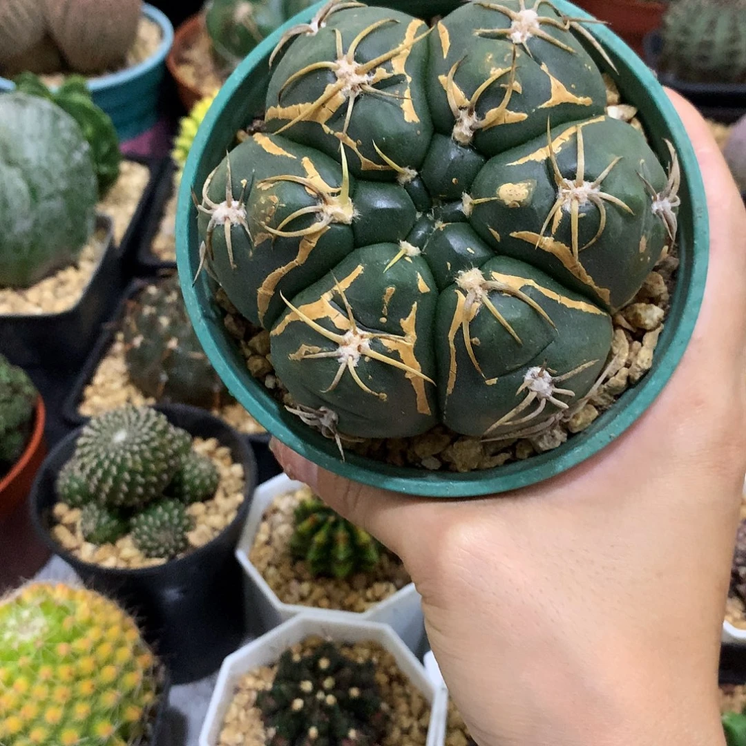 当前无花栽培后可以开花实生高木海王