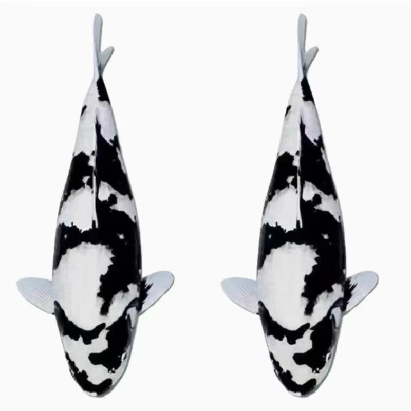 红白昭和大正锦鲤冷水观赏鱼活体淡水好养耐活