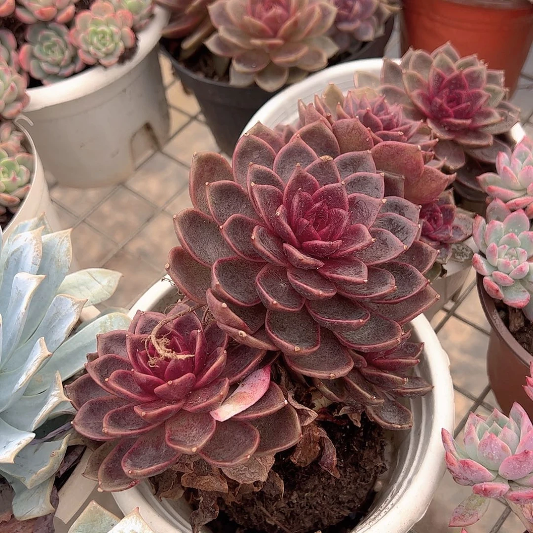 糖心玫瑰双头起发