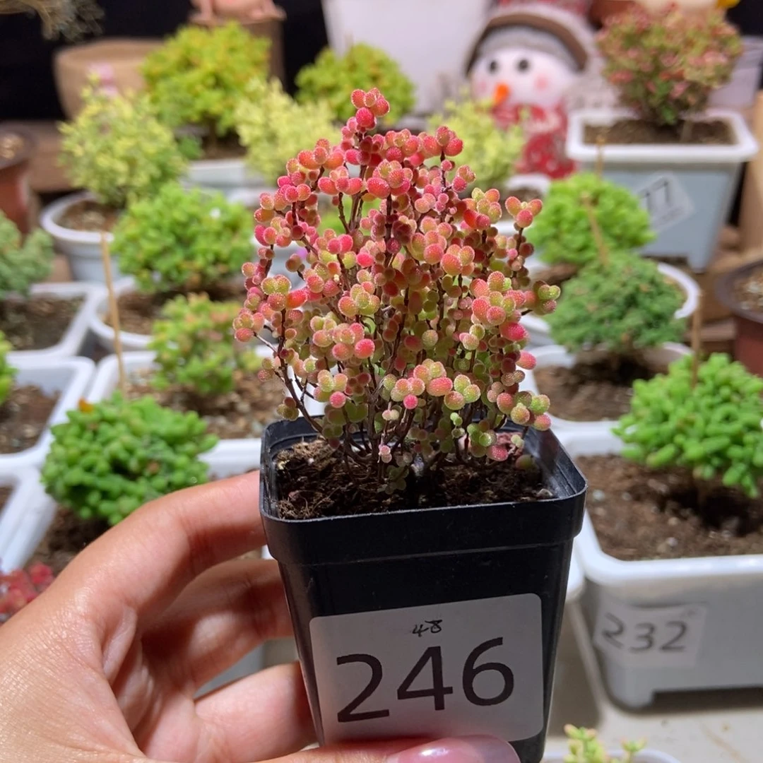 蜜橘带盆土发货一物一拍