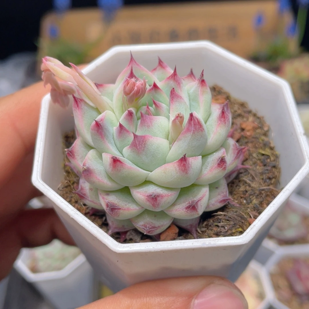 白吉多肉9.9包邮发货