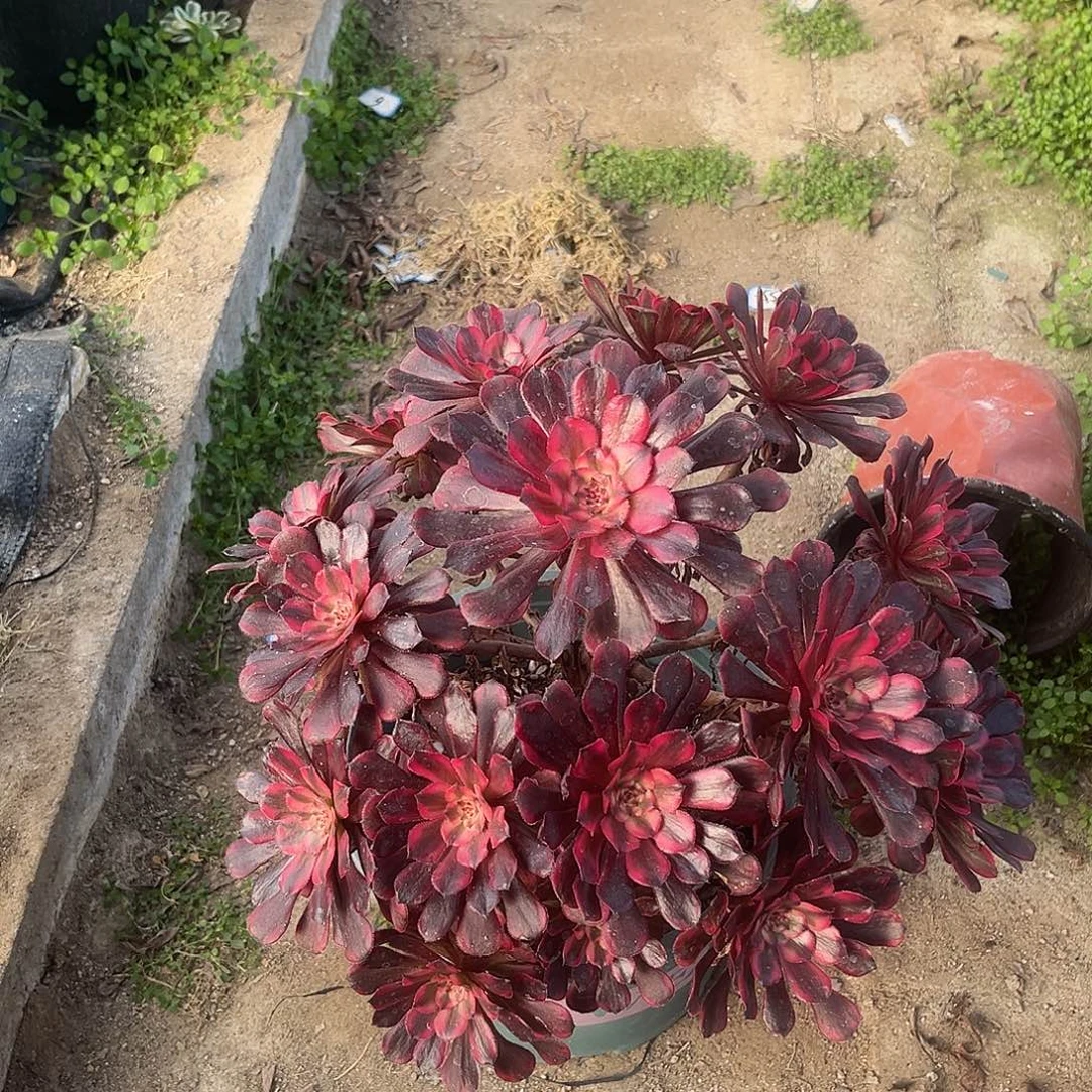 27女儿红多肉植物