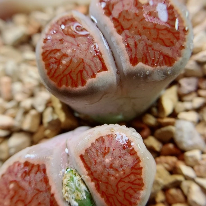 生石花花花花花花花135