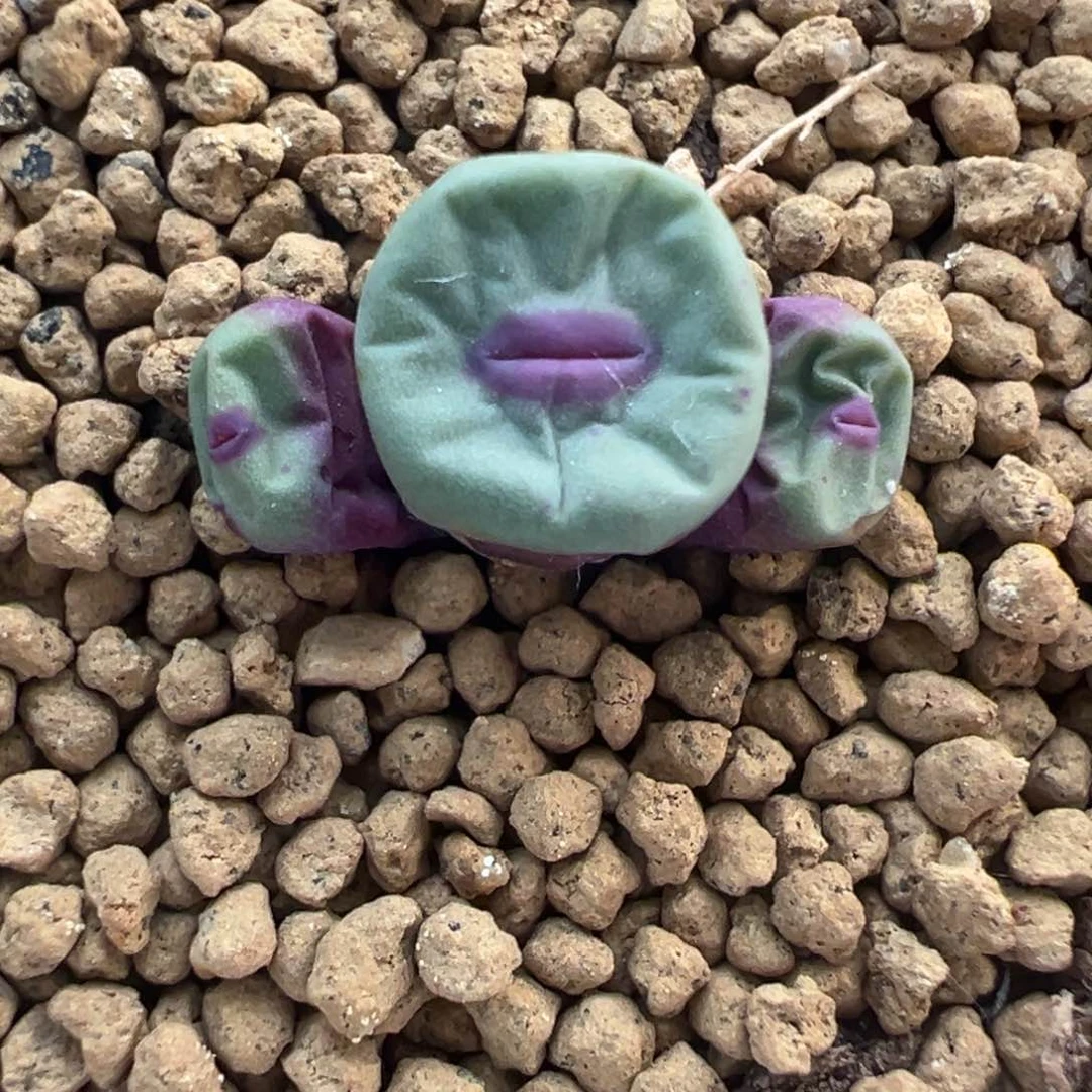 380开播福利啦。