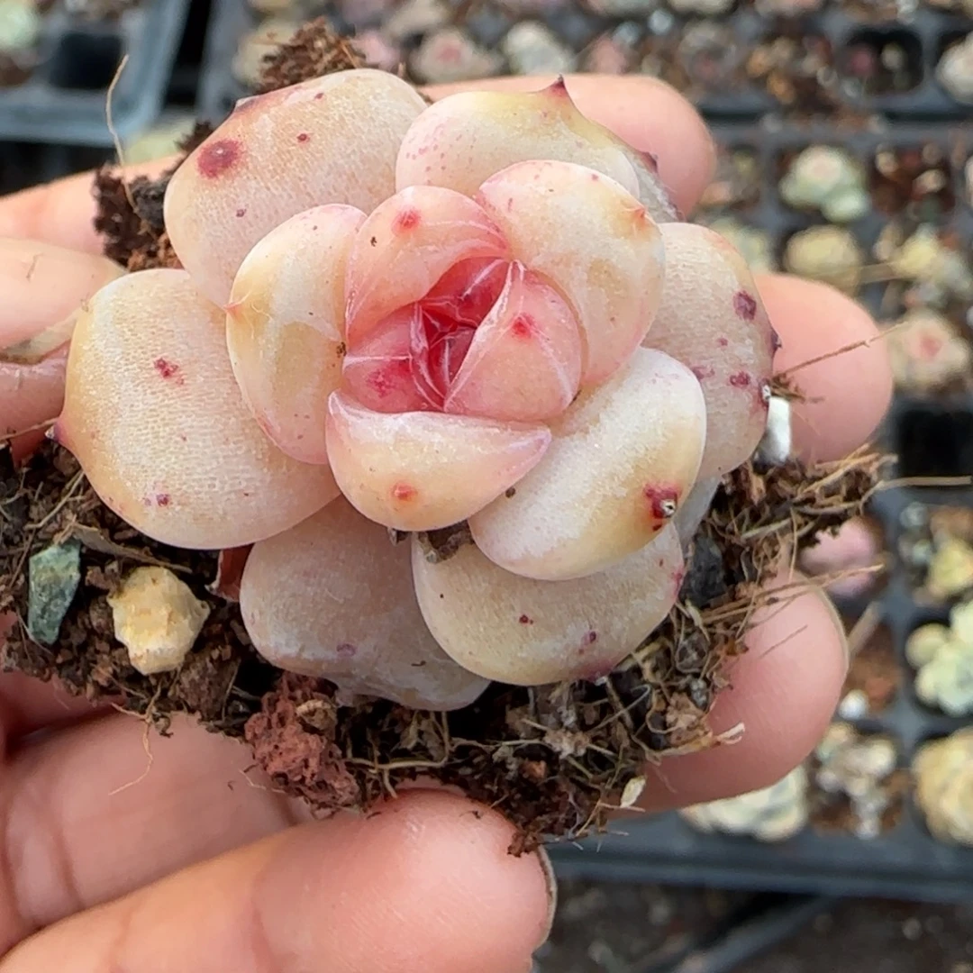 多肉小卡拉米糖心一物一拍