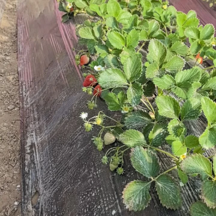 新疆草莓新疆莎车县米夏镇草莓
