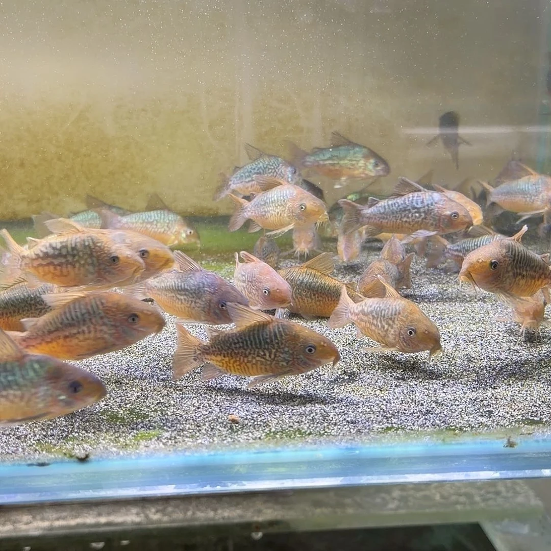 鼠鱼7-8cm爆花潘鼠 不包邮 偏远勿拍