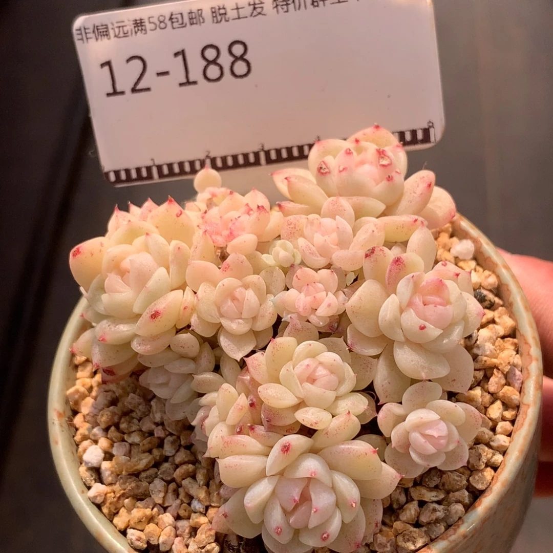 奶油珍妮精品多肉