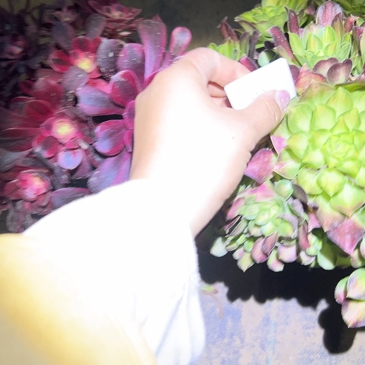 笑**?多肉法师植物链接80