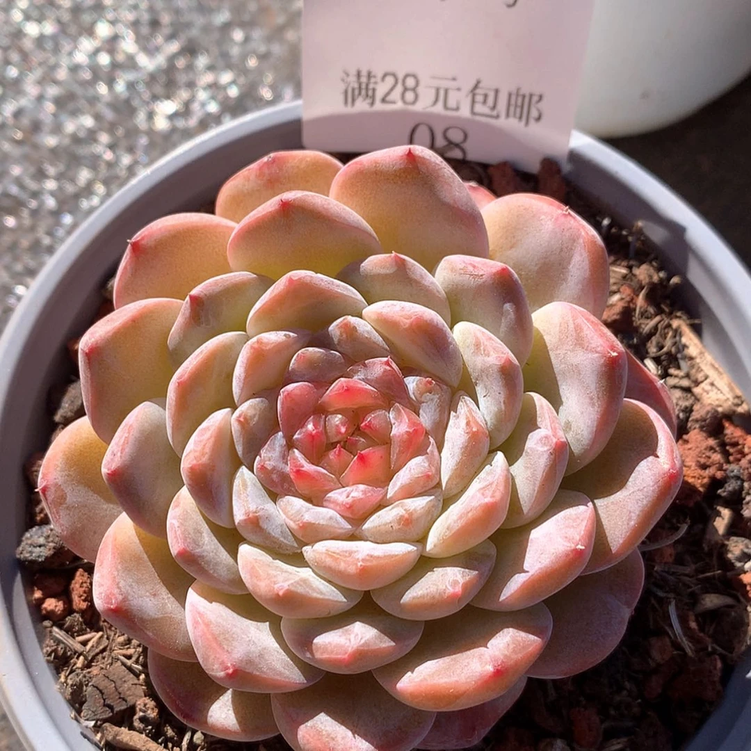 【闪购商品】云08号