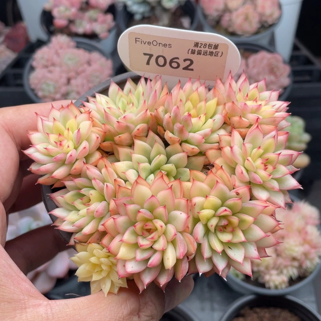 女雏锦7062-10厘米