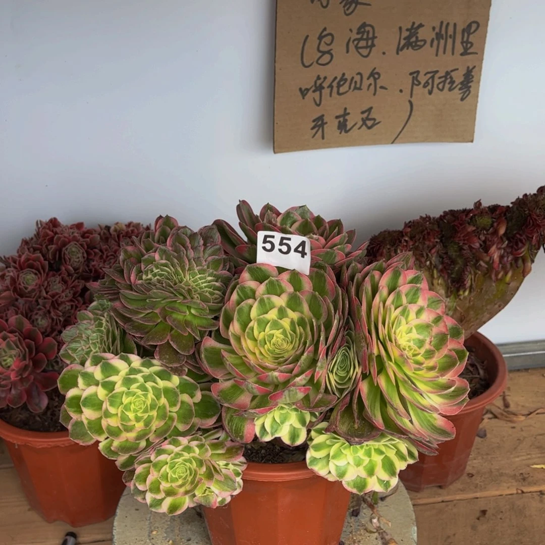 多肉植物海王缀554