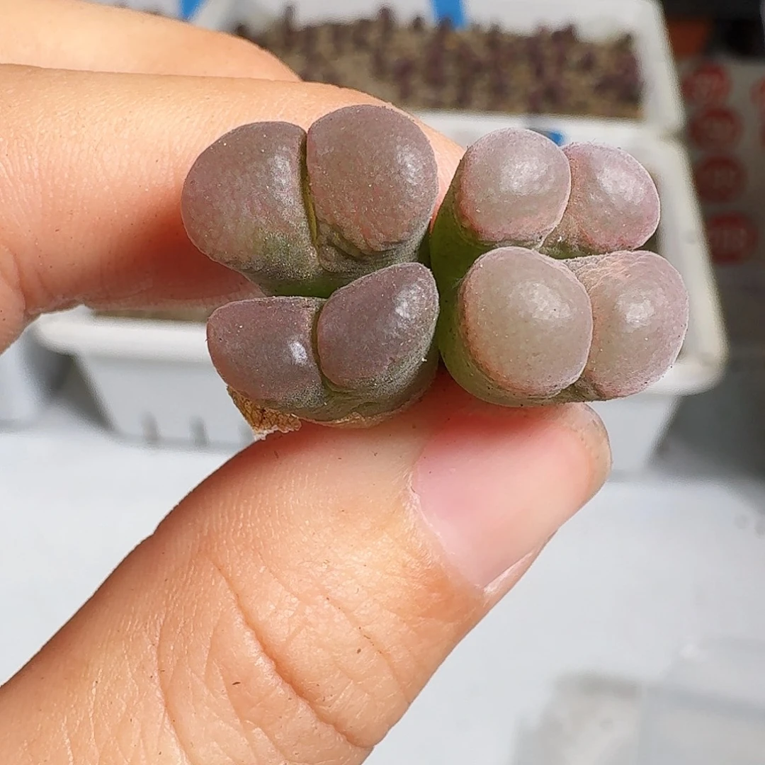 多肉植物福利风铃263