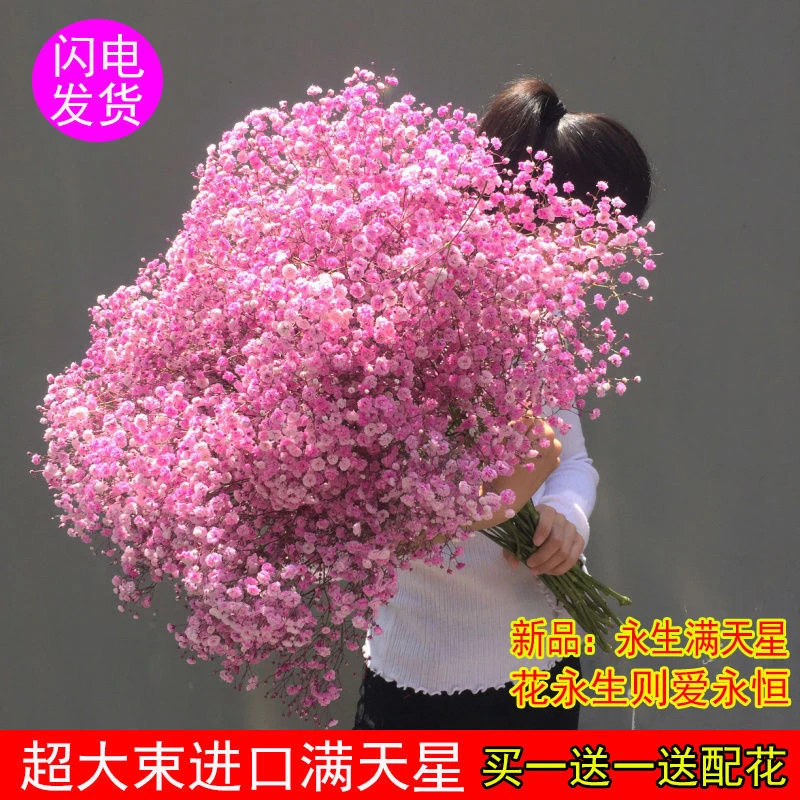 【满天星真花半干发】论斤卖超大束满天星干花花束鲜花云南直发批发