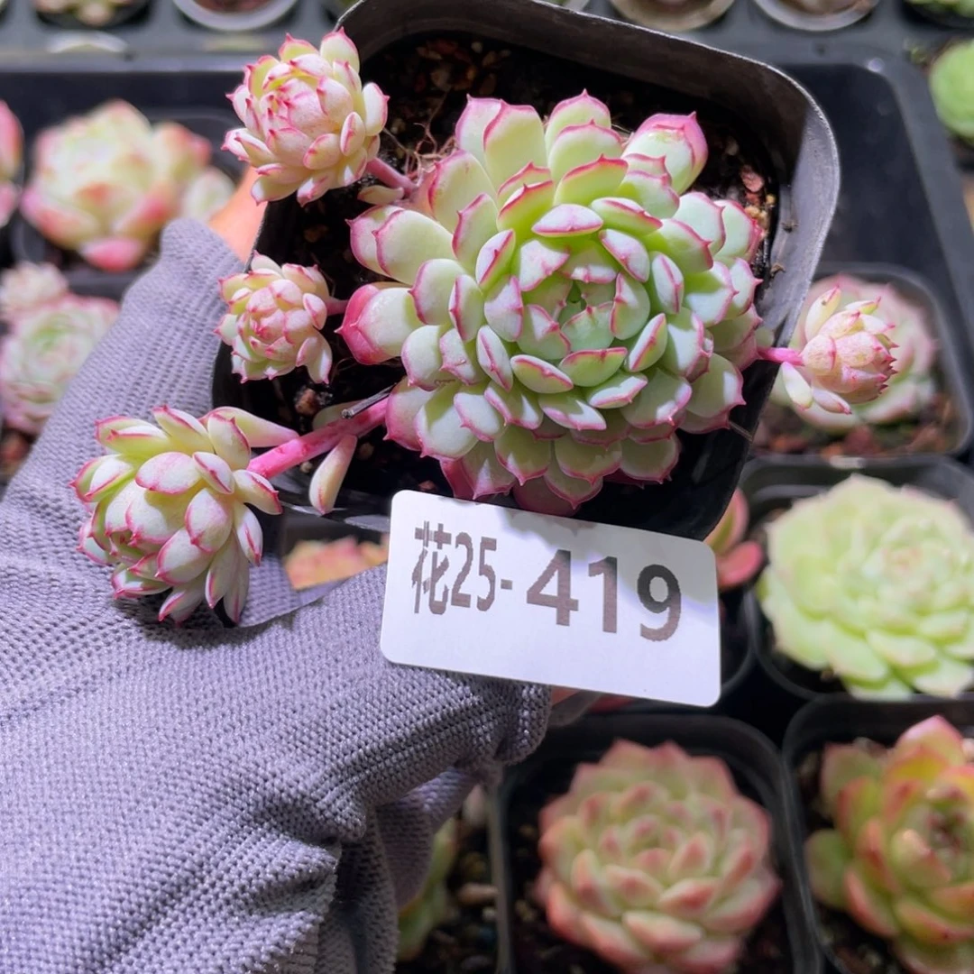 花利美25-419小红船