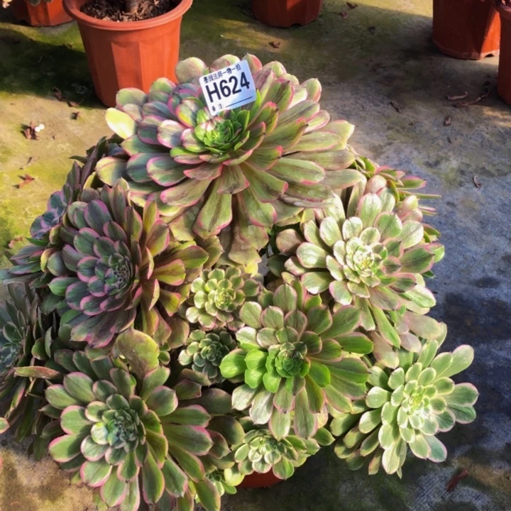 少****孩粉黛多肉624000000000