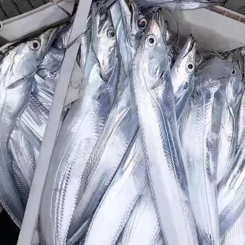 新鲜海捕钓带鱼10条不包冰净重半斤左右每条5斤码头直发顺丰包邮