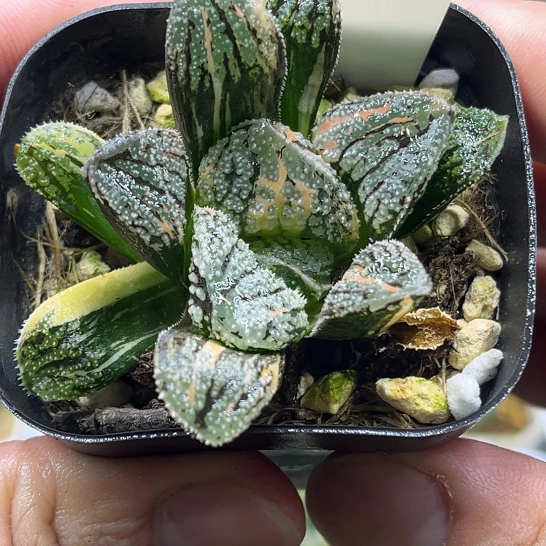 105摩多寿锦磨面寿