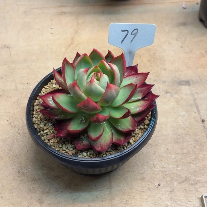 多肉植物，惊鸿仙子79号