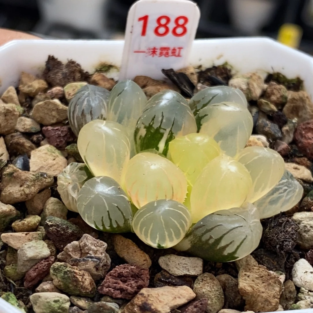 188号冰灯玉露锦带盆发货