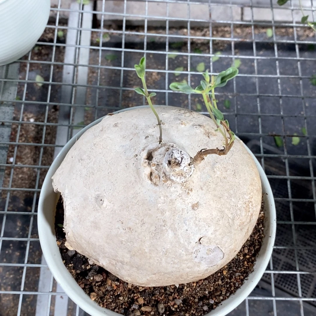 白皮萝藦多肉植物