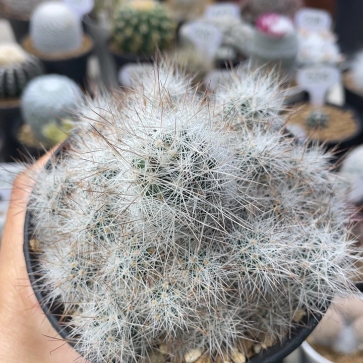 岚之秀     实生根