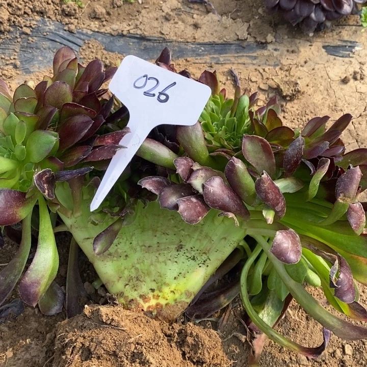 芳***园12231233缀化026号