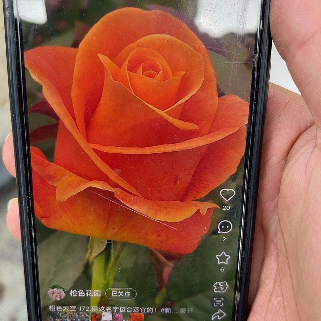 无花朵———-橙色天空 大苗