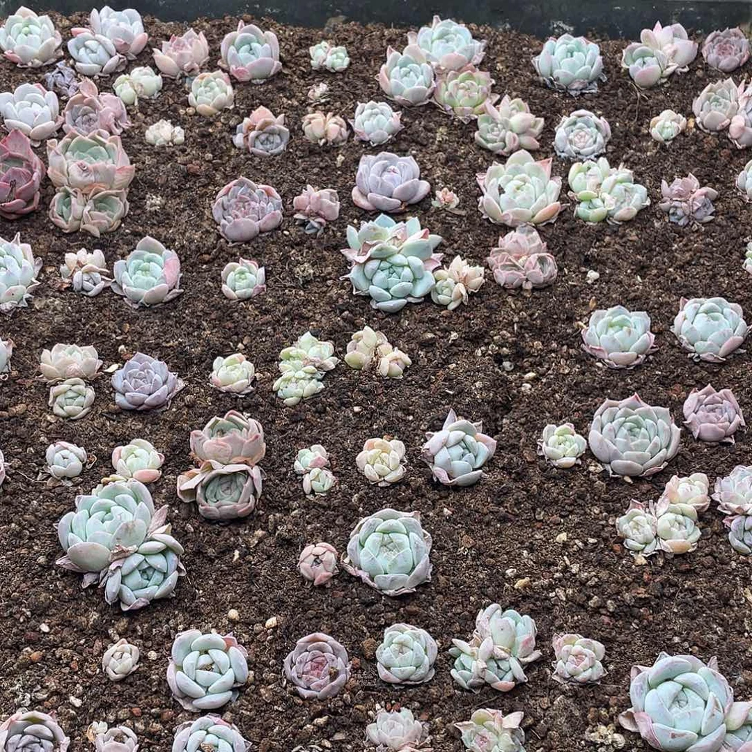 云糖心多肉植物31