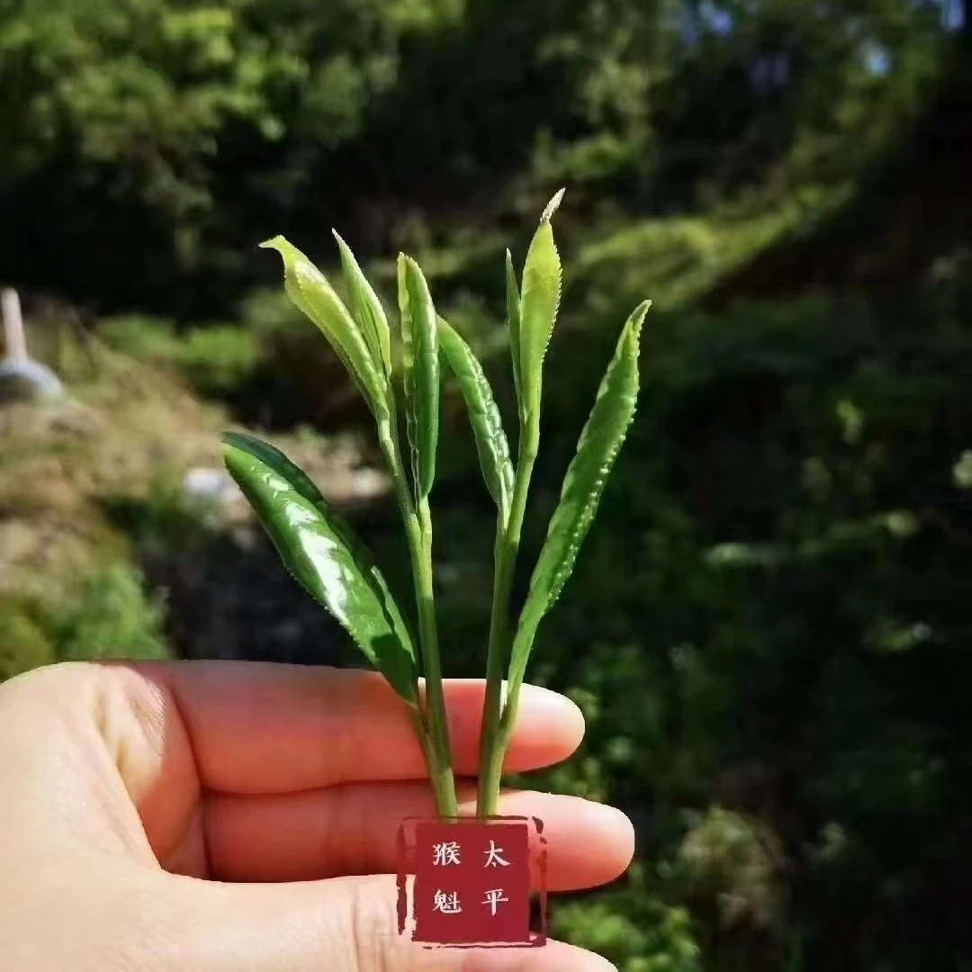 2025黄山太平布尖猴魁150克 绿茶核心产区正宗头采醇厚原产地严选夏日必备饮品暑期饮品