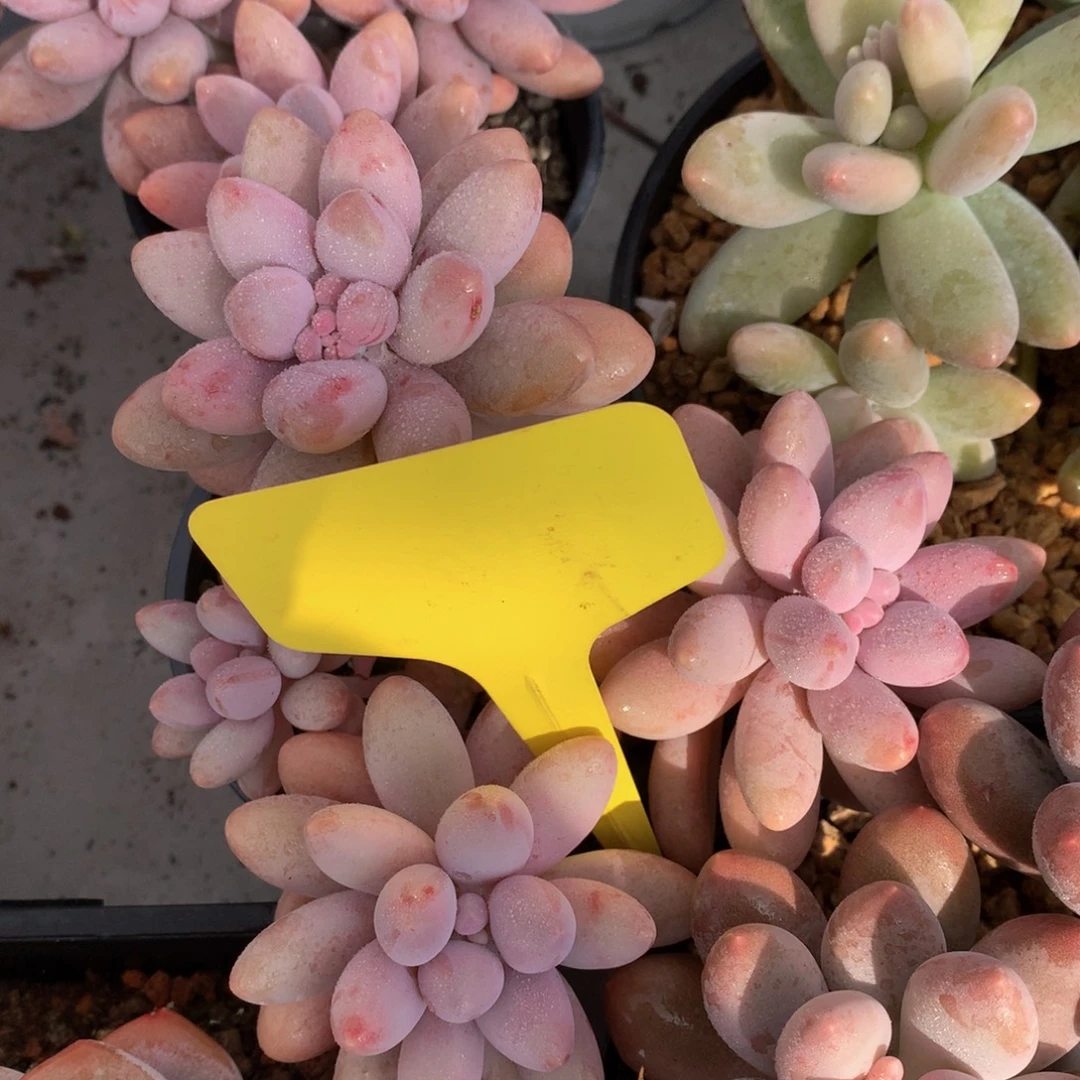 粉色恋人72727373737373